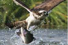 peebles - Tweed Valley Ospreys and Wild Watch 