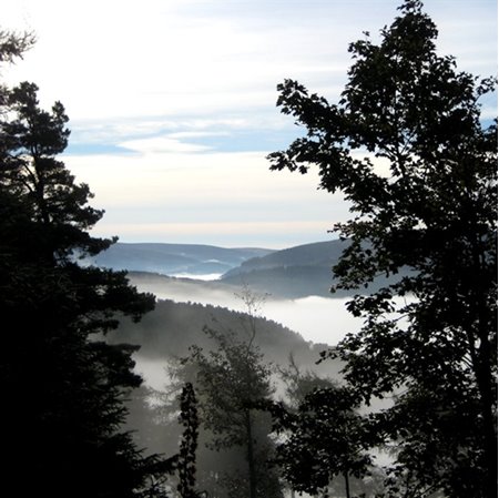 View Tweed Valley Forest in Peebles