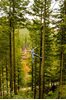 Picture of Go Ape Peebles