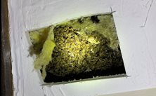 peebles - Live Bee Nest Removals - the Border Bee Reiver